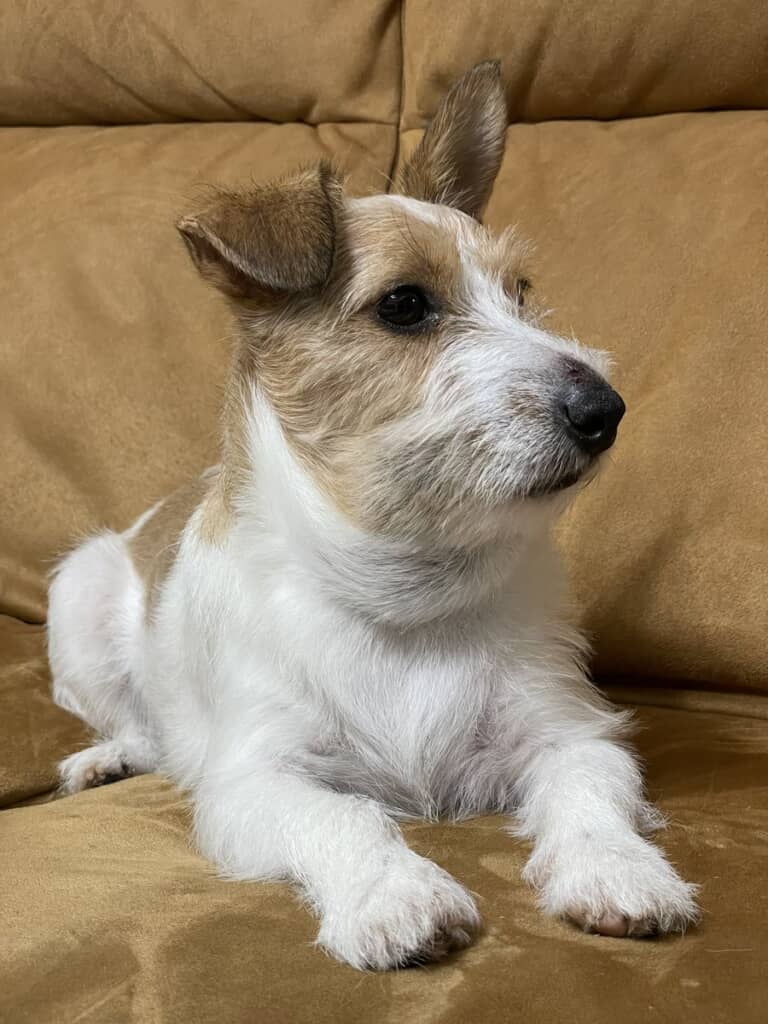 首の周りがパンパン