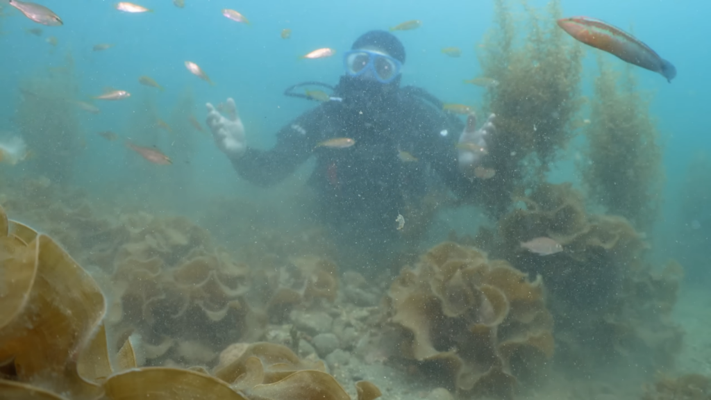 4年前に放流された4000匹のクエの行方は……？