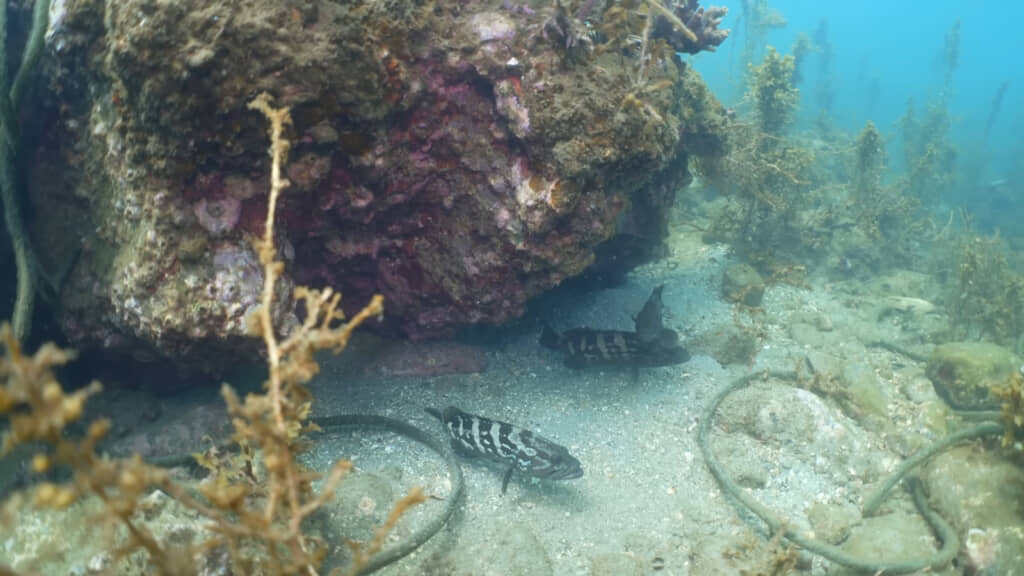 放流直後、浅瀬はクエだらけになっていました