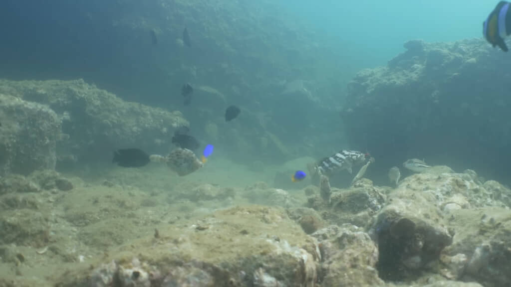 試しに針のついていないおもりを見せると……すぐに引っ掛かってしまいました