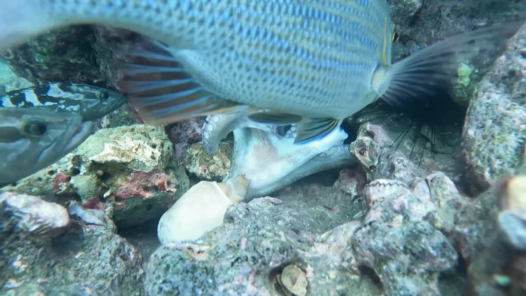 タコを食べる魚を興味深そうに見つめています