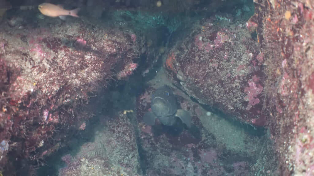 おそらく放流された個体だと思われるクエの姿が