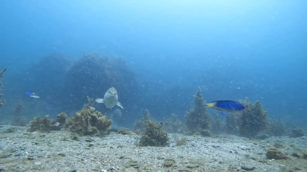 放流した場所には大きなクエが定着していました