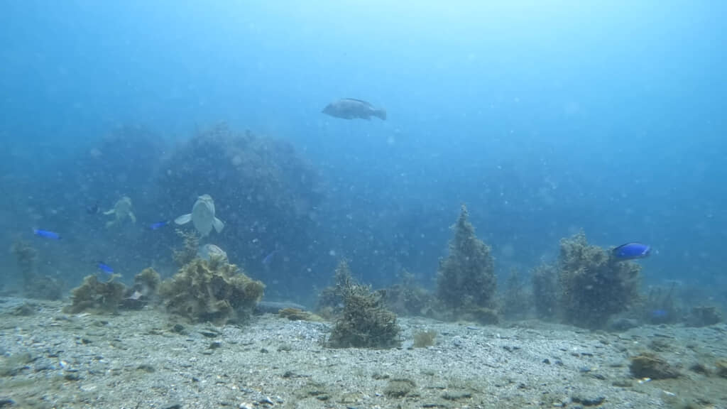 複数回放流されたため、成長に差があったそうです