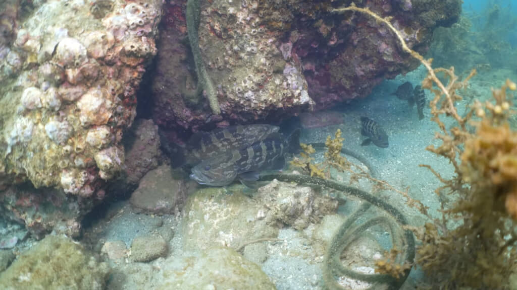 放流にはメリットも、デメリットもあることでしょう