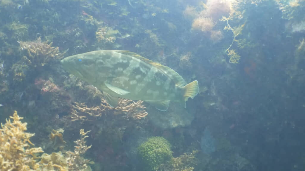 1種だけでなく、全体を見据えた放流が重要になってくるのかもしれません