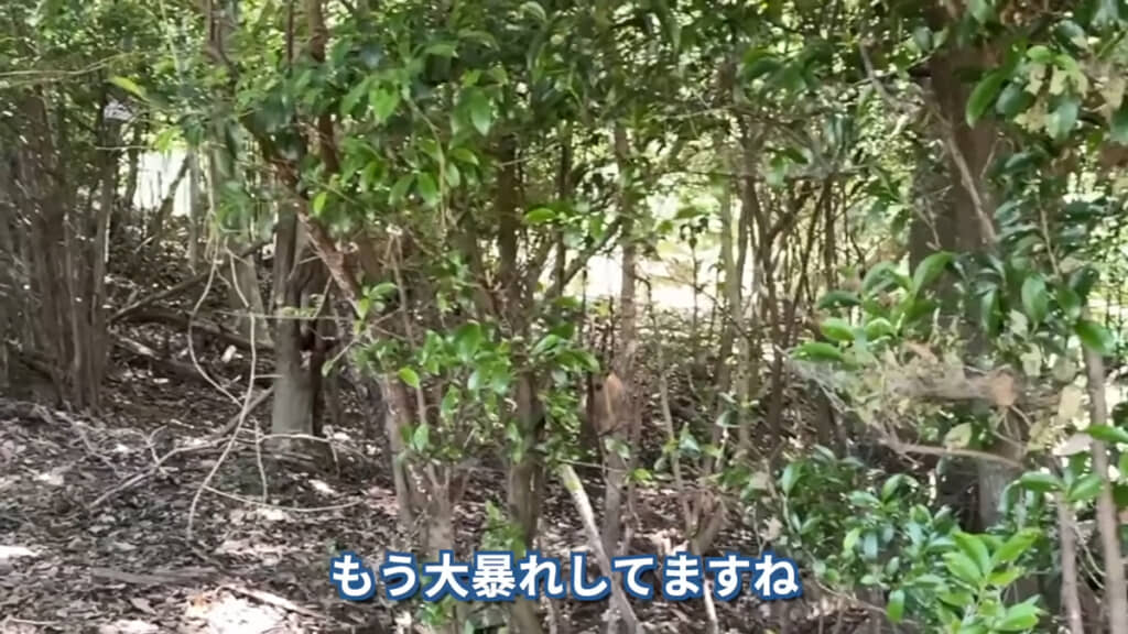 罠にかかったシカが大暴れしていました