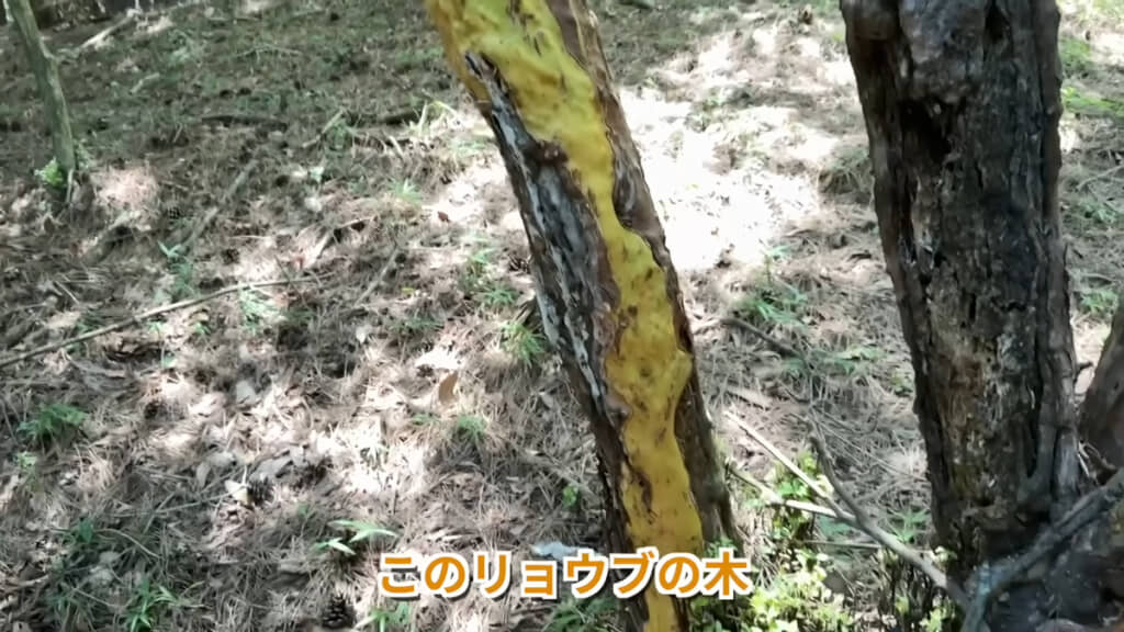 リョウブの木は樹皮を食べられてしまっていました