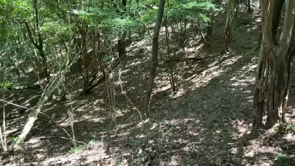 一見すると緑豊かな林に見えますが、地表には一切緑がありません