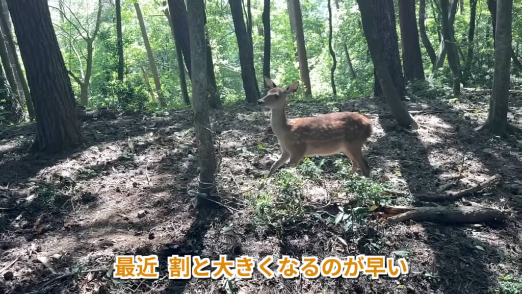 最近シカが大きくなるのが早いのだとか