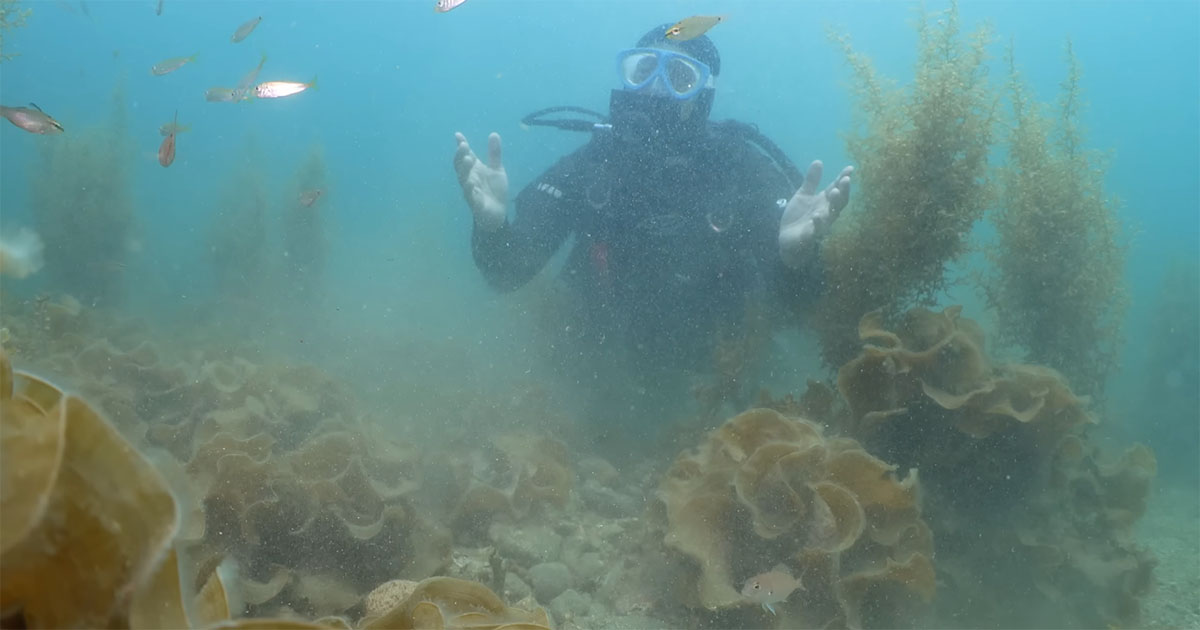 港で放流されたクエ4000匹→4年後、海の中をのぞくと……　現在の光景に「本当に難しい」「考えさせられます」（1/3） | その他生き物 ねとらぼ