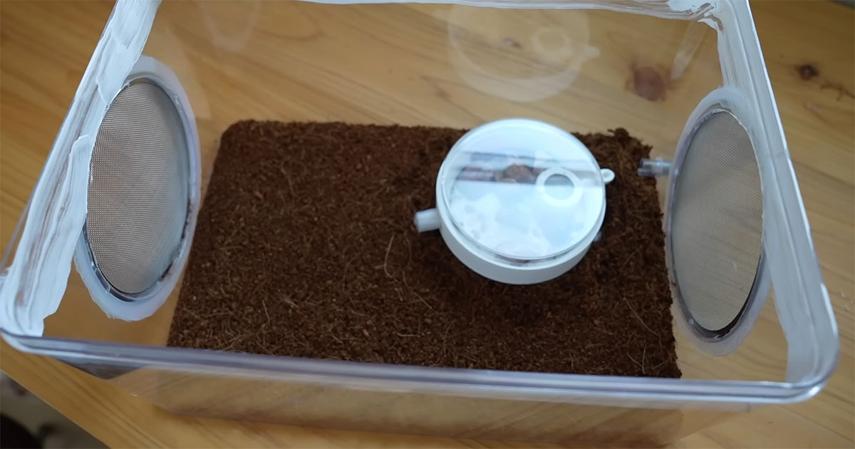 「いつか飼育を」→8年憧れ続けたアリをお迎えしたら……　規格外の姿に大興奮「デカすぎる！」「迫力が段違い」（1/3） | その他生き物 ねとらぼ