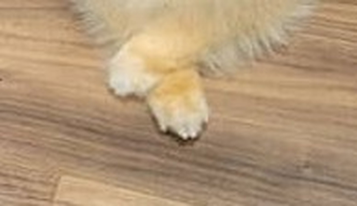 散歩中、陽気な外国人に「チワワの王様！！」と称賛されたワンコ→「納得」の姿に反響集まる（1/3） | 犬 ねとらぼ