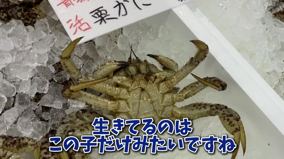 鮮魚スーパーで1匹だけ生き残っていた激安クリガニ→連れ帰って水槽に入れると……　驚きの姿に「凄まじい」「あんな瀕死だったのに」（1/3） | その他生き物 ねとらぼ