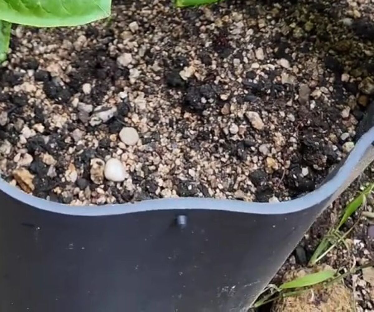 庭に野菜の種をまいた男性→ウキウキで収穫に行くと…… 思わぬ光景に絶句「なにこれ?」「成熟したら毒やで」 | ライフスタイル ねとらぼ