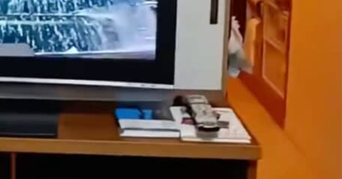 帰省先で、40年前の“両親の結婚式ビデオ”を見てみたら……「やばいww」　事件が起きそうな光景に娘爆笑「腹筋崩壊しました」（1/2） | ライフスタイル ねとらぼ