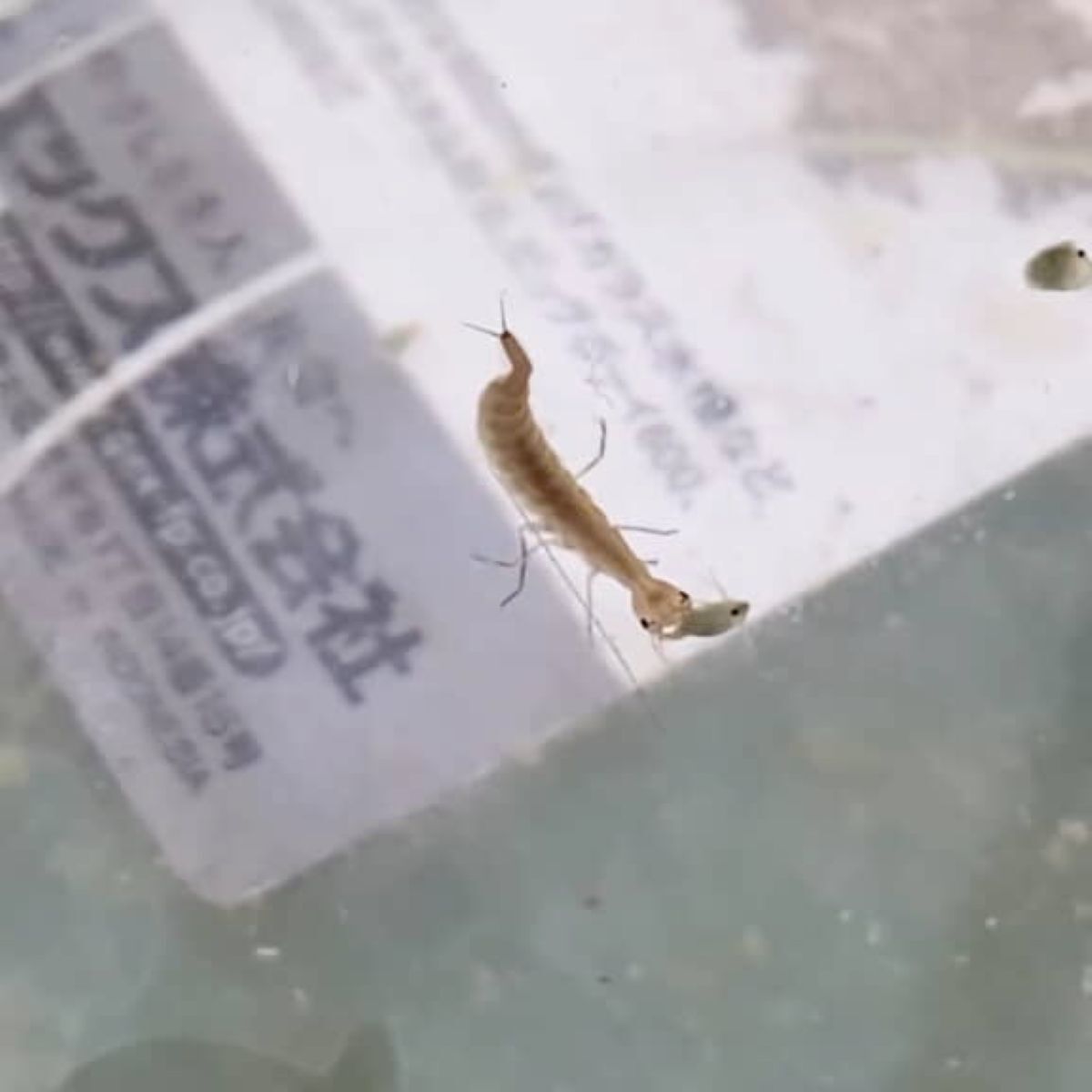 メダカ水槽にいた“ヤゴっぽい生き物”→育てたら……　2週間後、まさかの姿に「初めて見た」「めちゃくちゃ飼いたい」と112万再生 | その他生き物 ねとらぼ