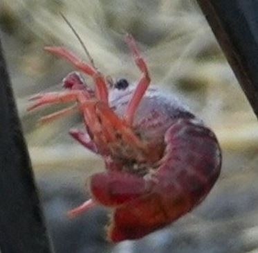 捕食される瞬間のザリガニとは……？