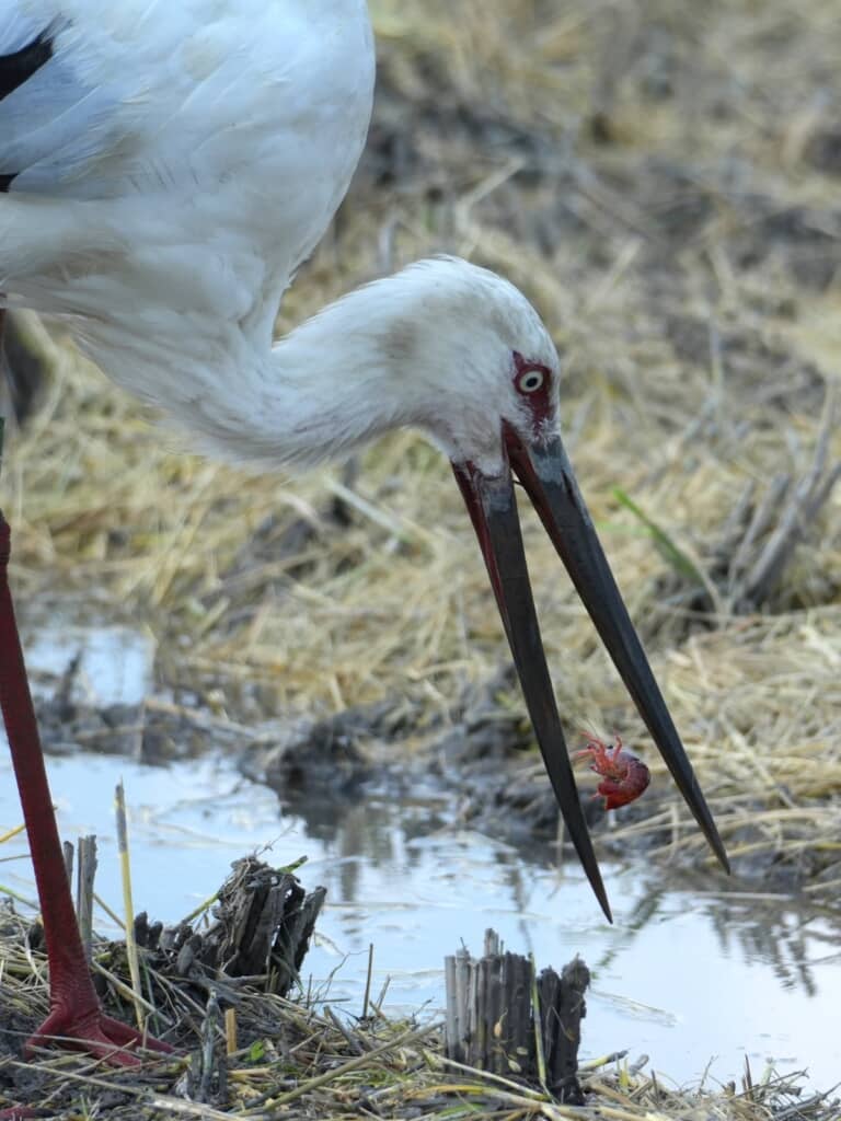 コウノトリに食べられる瞬間を激写！