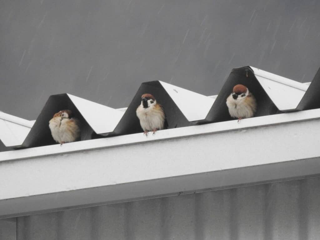 個室がもらえたスズメたち