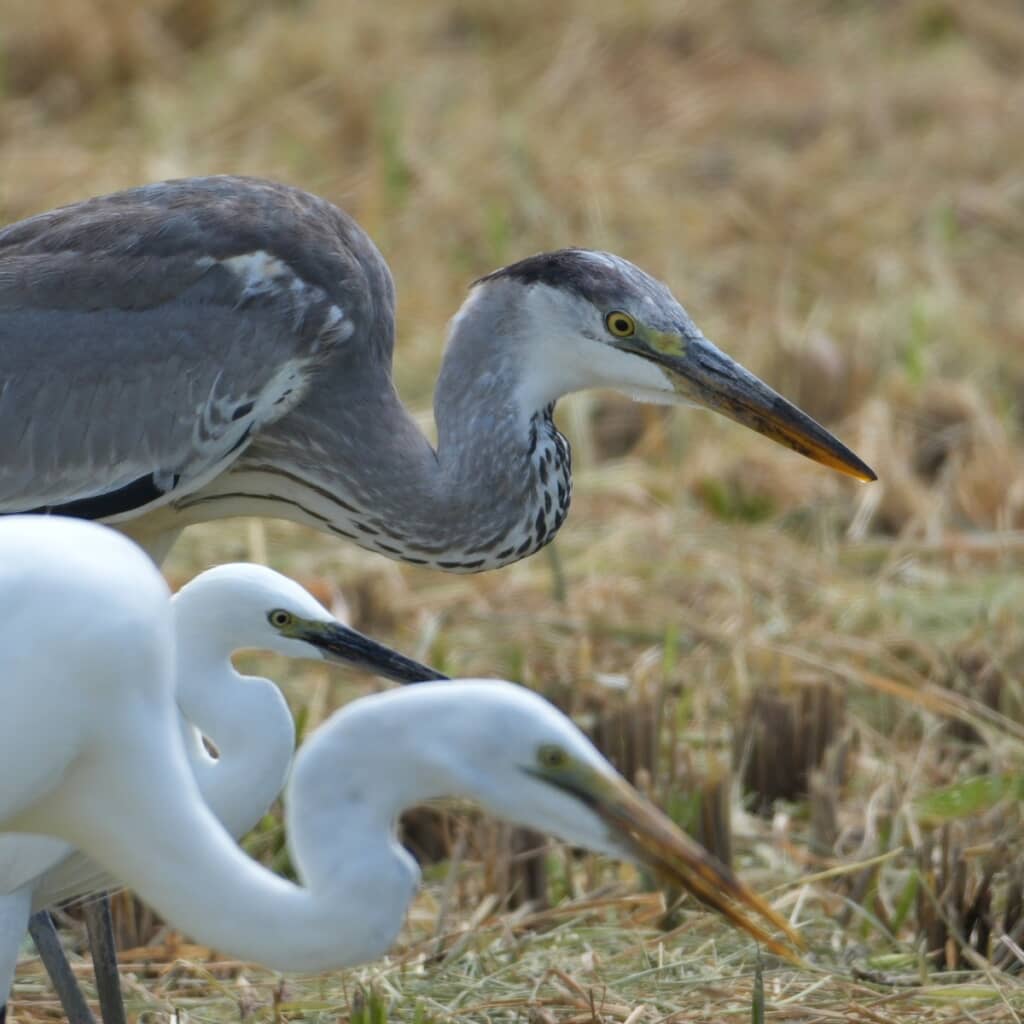 「抜け駆けは許さない」
