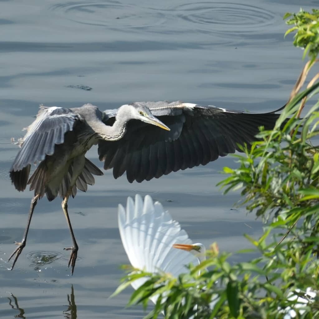 びっくりするダイサギ