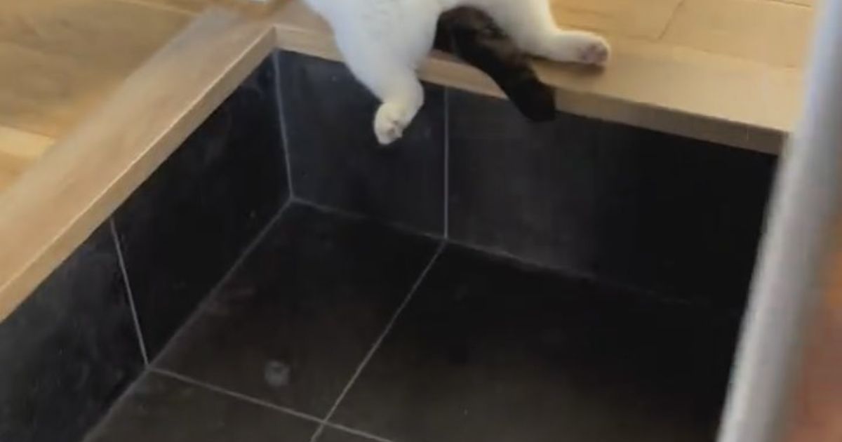 帰宅した飼い主、玄関ドアを開けると……　愛猫が見せた“まさかの姿”に「なんやこれ笑」「あ～平和」（1/3） | 猫 ねとらぼ