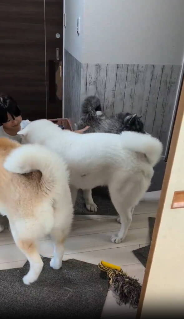 フリフリのしっぽから喜びが伝わる