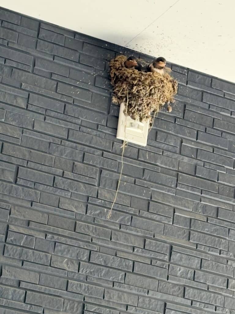 ツバメの巣がありました！