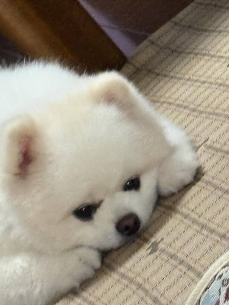 しぐさもかわいすぎる……