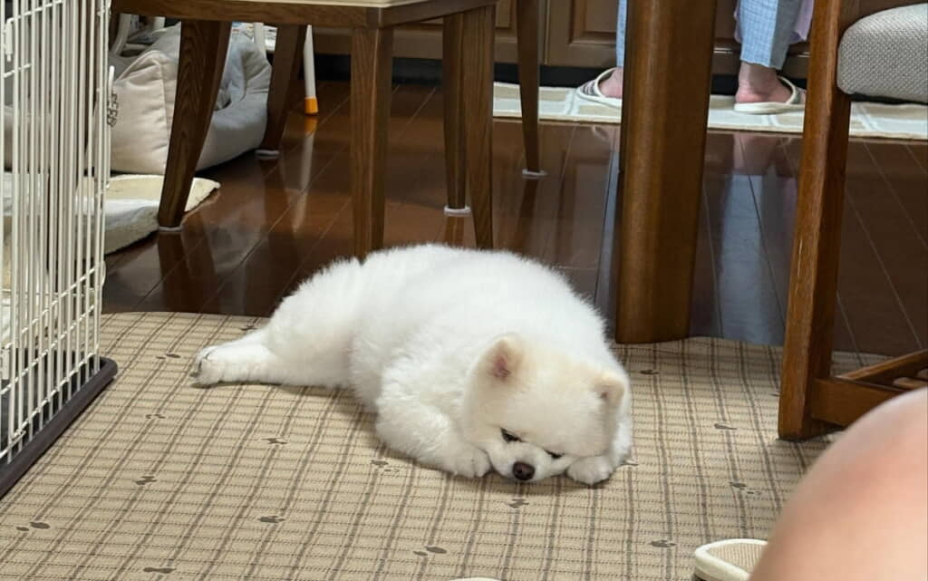 ワンコだと分かってはいてもやはりシロクマ感