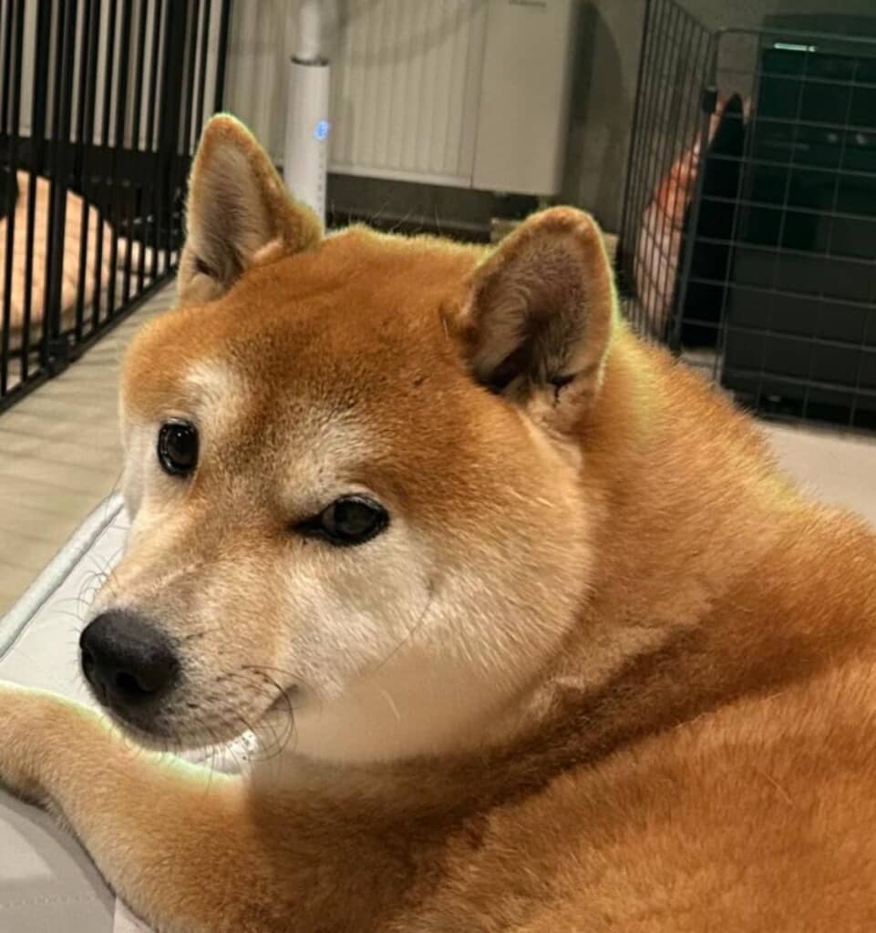 困った表情を浮かべるゴマちゃん