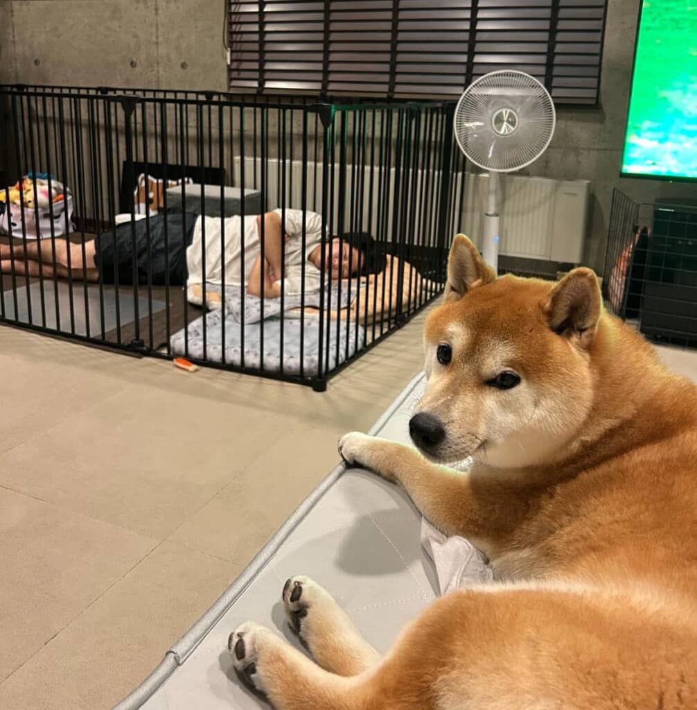 さとりさんがゴマちゃんのケージで寝ている!?