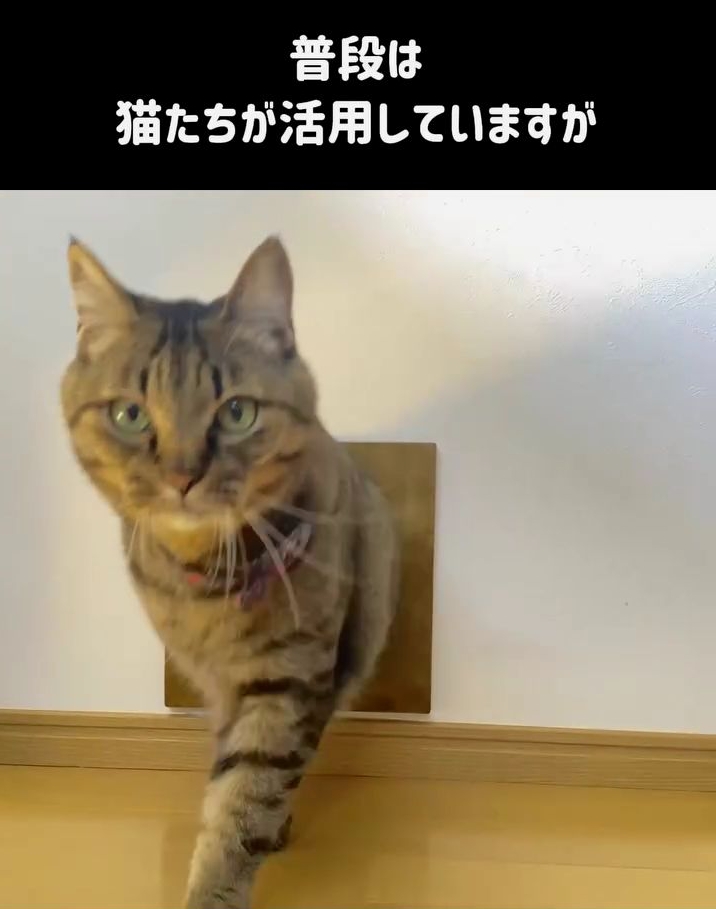 普段は猫ちゃんたちが喜んで活用しています