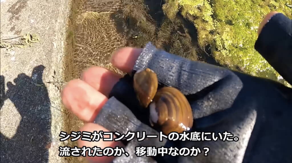 水底にシジミを発見
