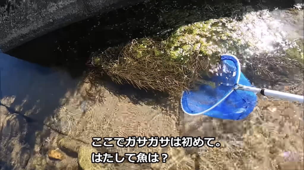 藻が生えているあたりをガサガサしてみる
