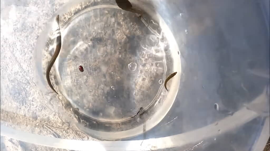 左から時計回りにヤツメウナギ、オタマジャクシ、トミヨ
