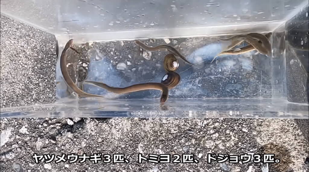 合計8匹の魚をゲット
