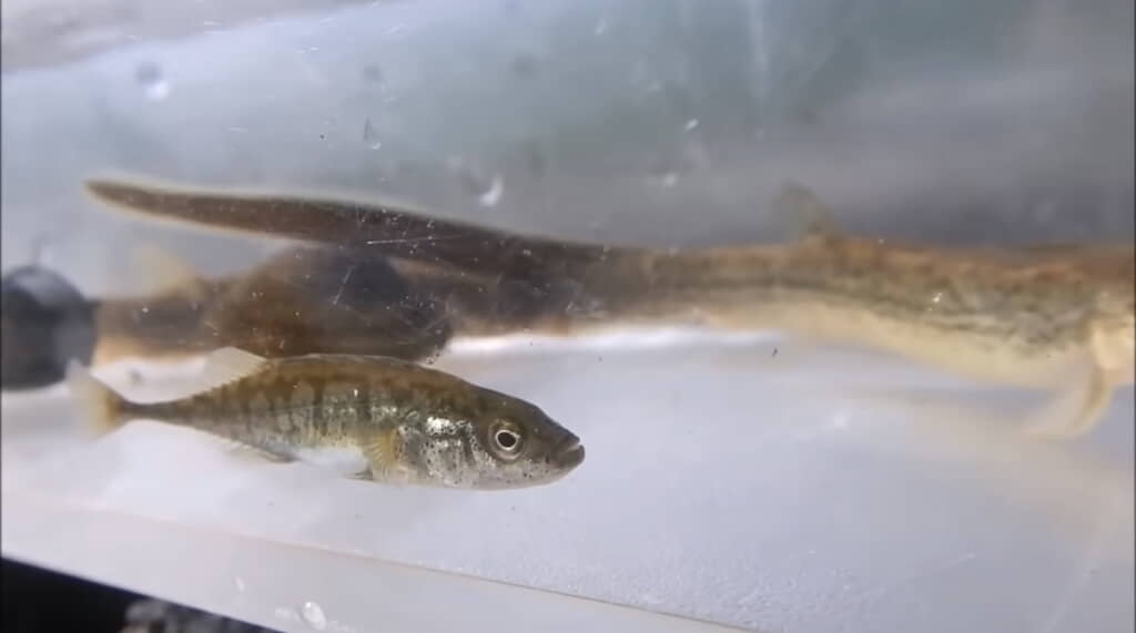 きれいな冷水を好むトミヨ
