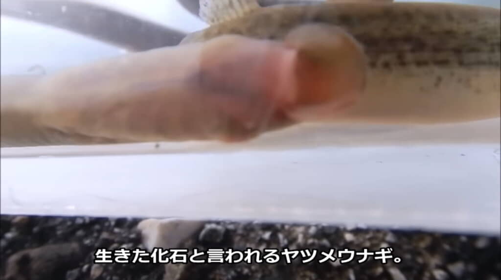 幼生のヤツメウナギは目が未発達。成体になると目が開く
