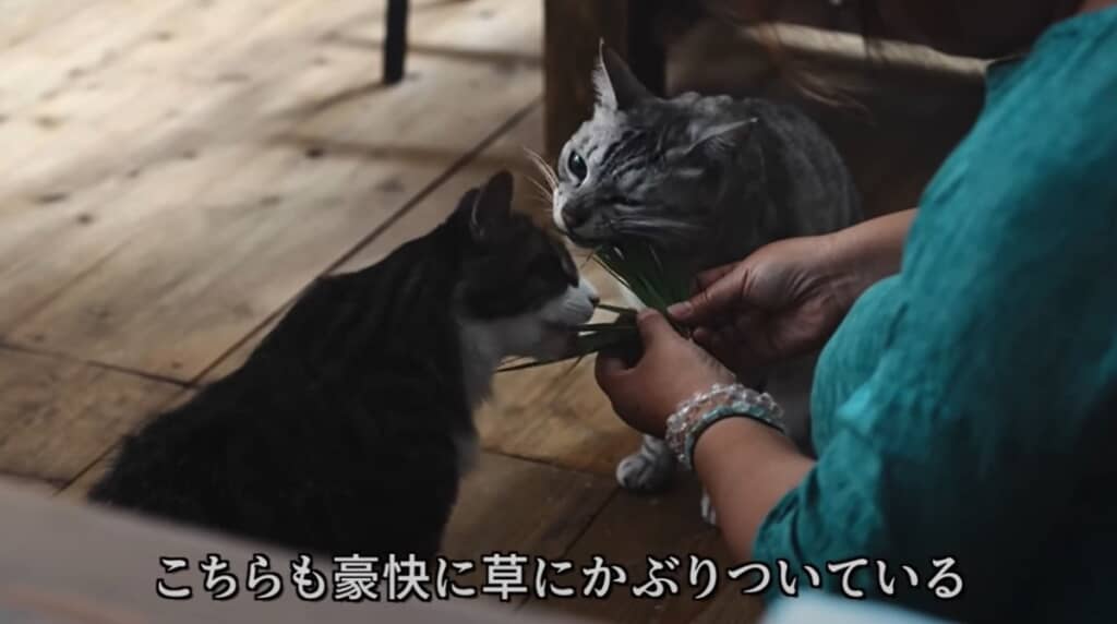 愛猫が草にかぶりついています