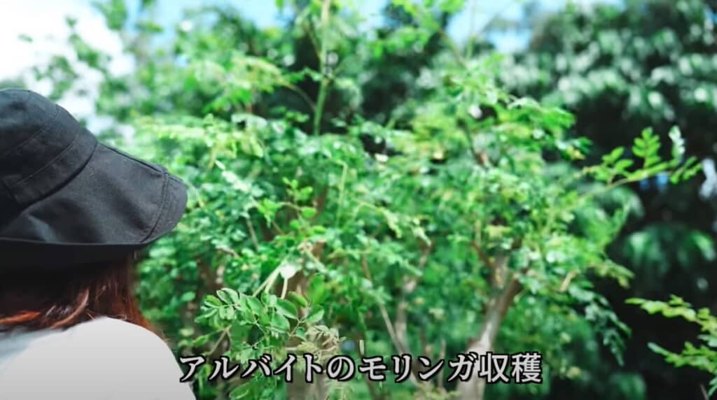 アルバイトのモリンガ収穫