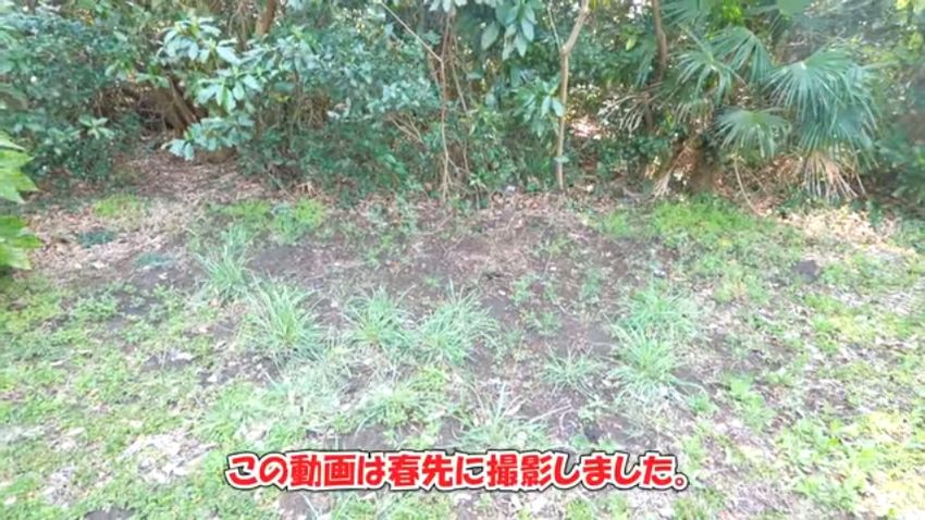 ミョウガが生えている自宅の裏庭