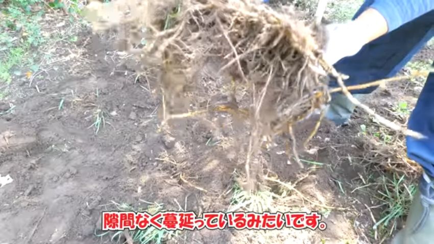 取り出したミョウガの地下茎
