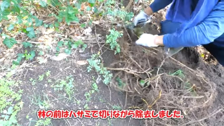 ハサミで植物の根と絡まっている地下茎を切る