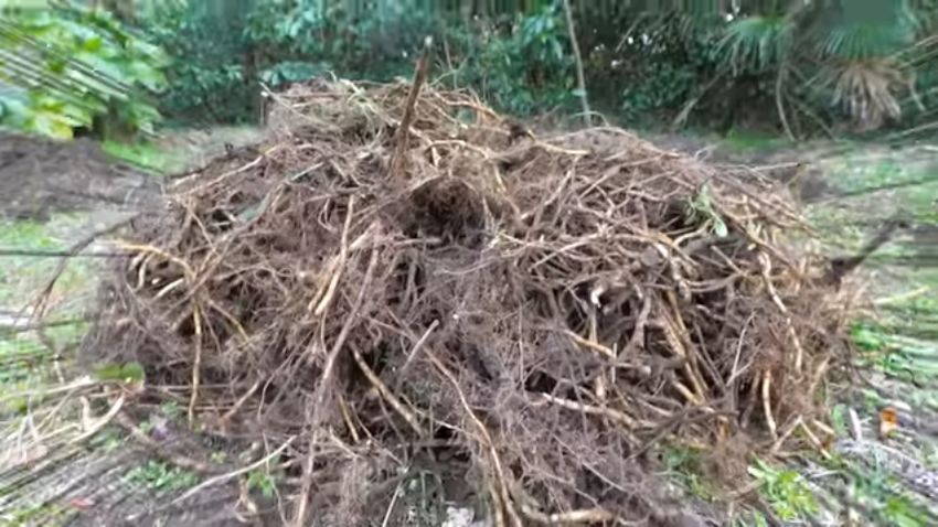 山のように積み上がった大量のミョウガ