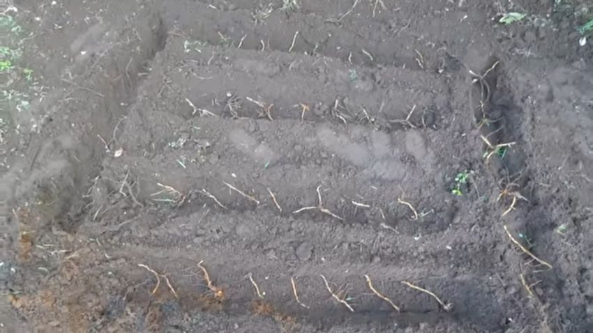 切り出した一部の地下茎を地面に埋める