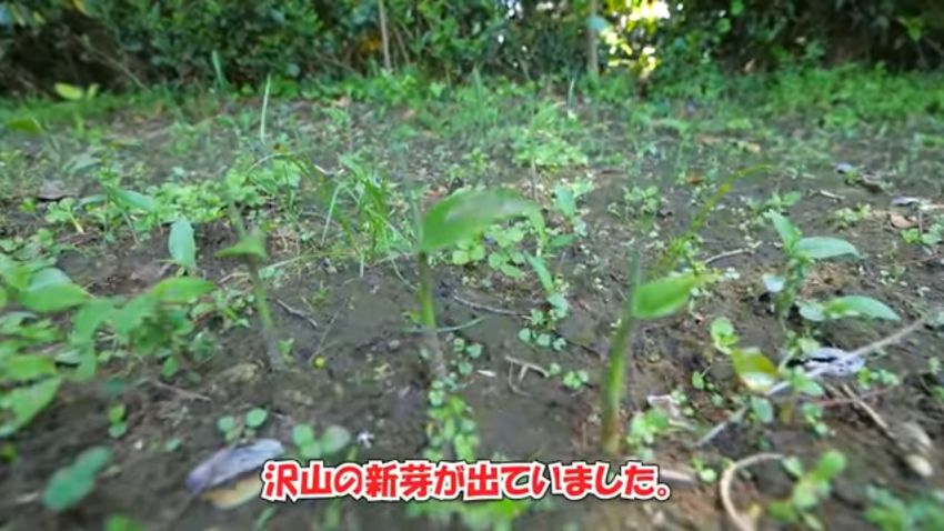地面から生えてきたミョウガの新芽