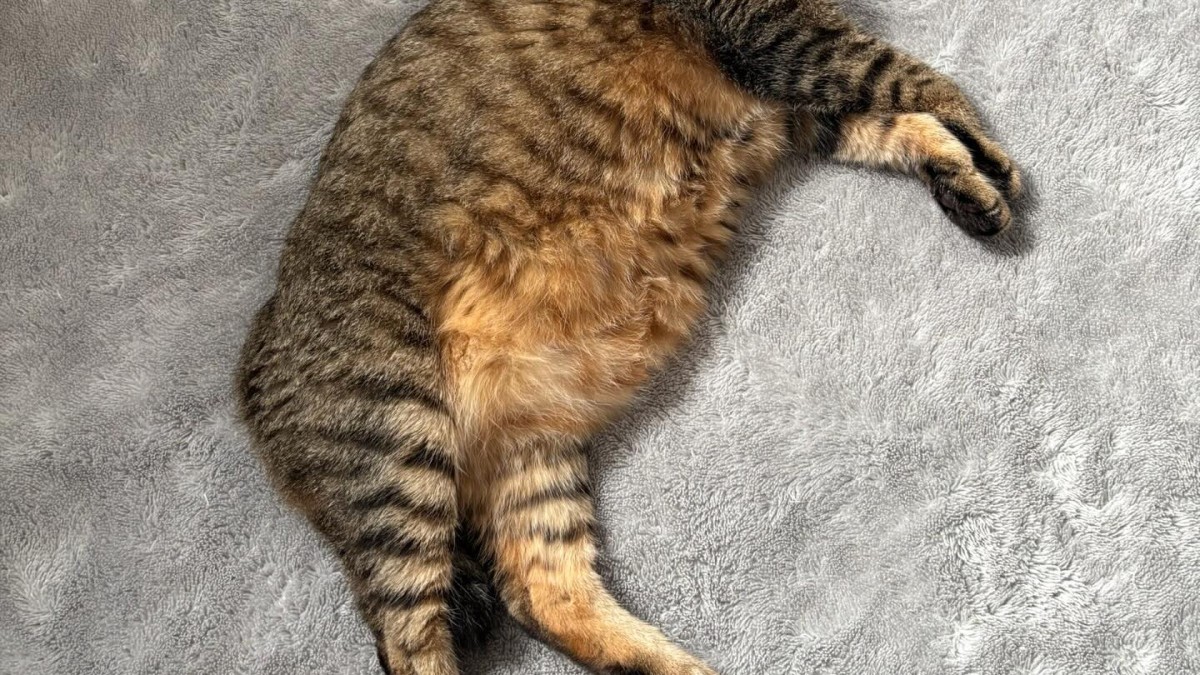 「血の気引いた」　ラグの上で寝ていた愛猫→ふと見ると……“衝撃の光景”に「これはギャーーー!!」「一気に目が覚めた」（1/2） | 猫 ねとらぼ