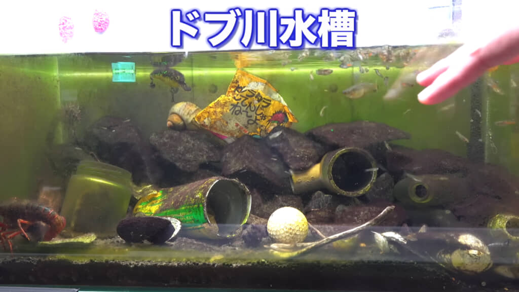 ドブ川水槽でジャンボタニシが増えすぎてしまったのだとか